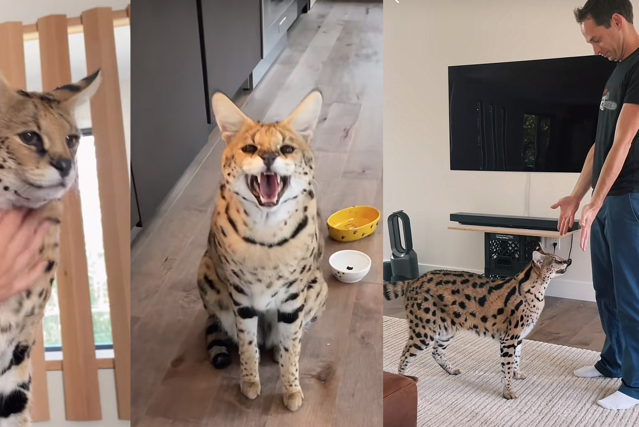 Serval cat store pet