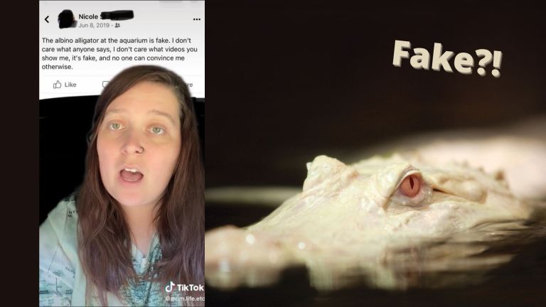 [Update] This TikTok Albino Alligator Conspiracy Is Wild…And It’s Only Getting Weirder