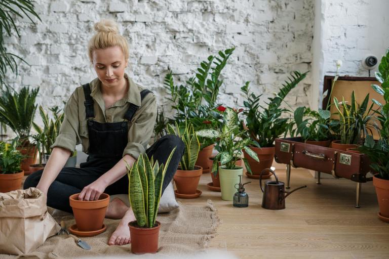 Which Indoor Plant You Should Buy, Based On Your Zodiac Sign