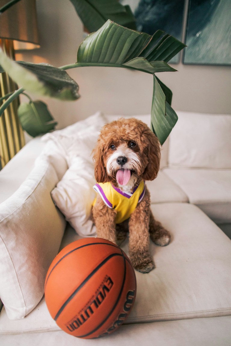3 Zodiacs That Are Dog’s Best Friends