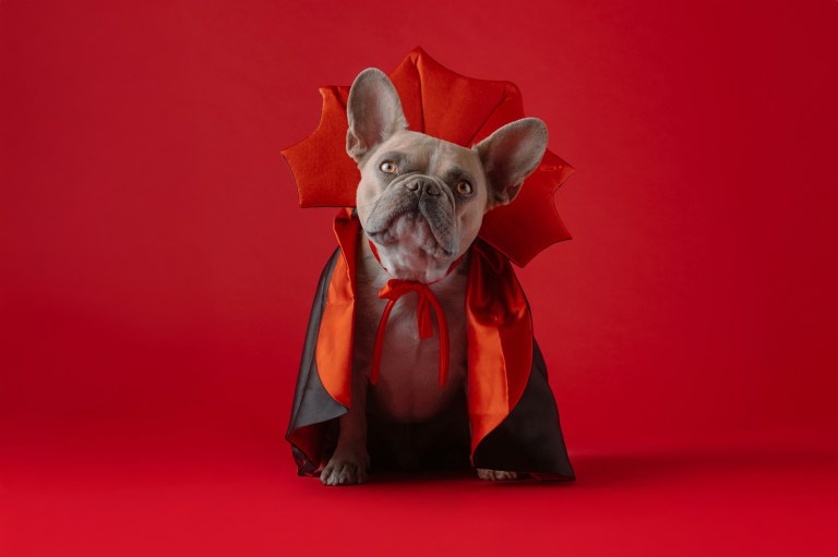 4 Zodiacs Who Make The Best Pet Owners