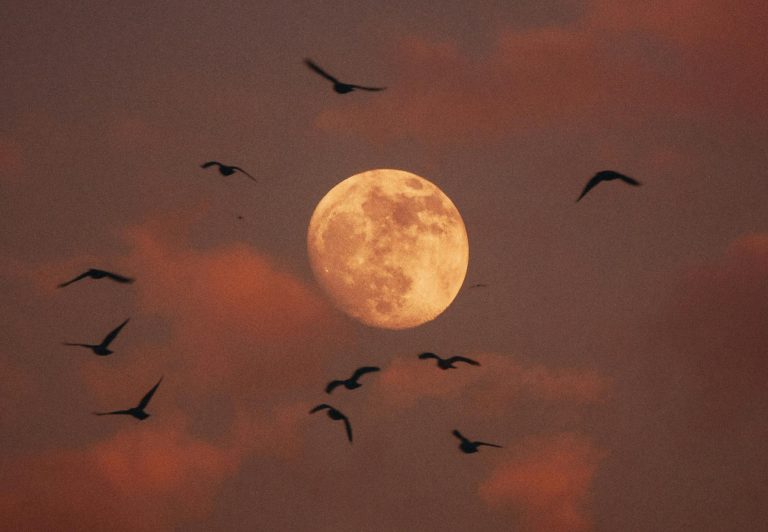How Each Zodiac Can Break Free/Claim Their True Power Under The Leo Full Moon (2/12)