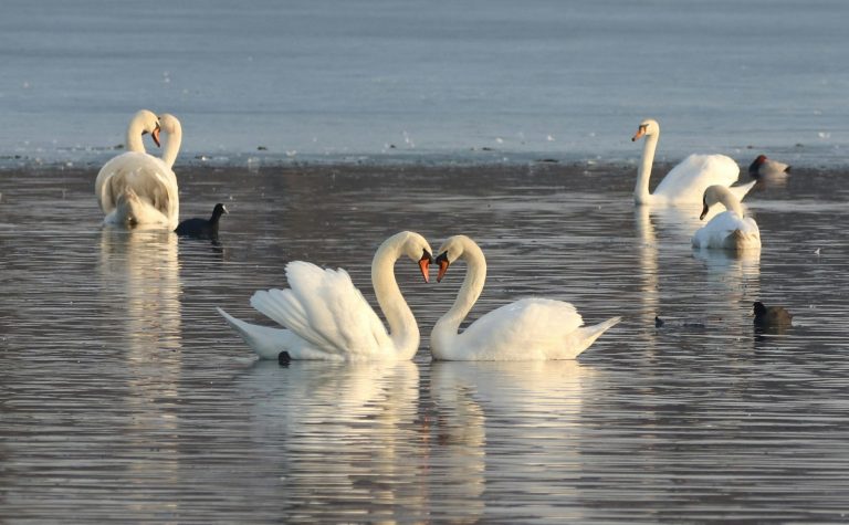 3 Zodiac Duos Who Love Match For Life Like Swans