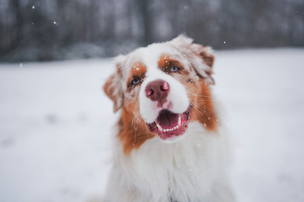 4 Puppy-Loving Zodiac Signs