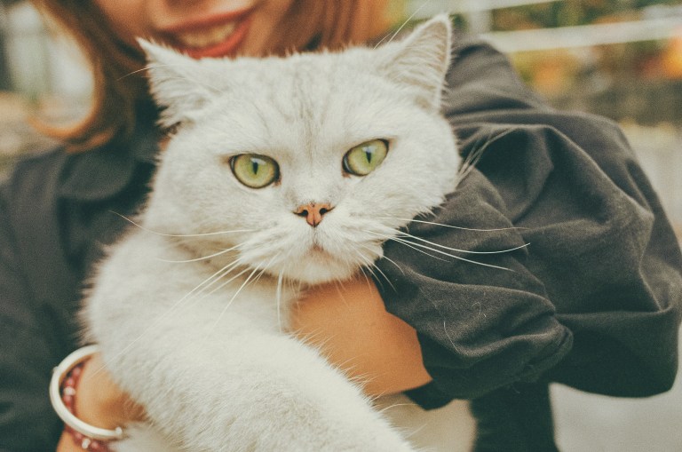 Which Cat Breed You Should Adopt, Based On Your Birth Month