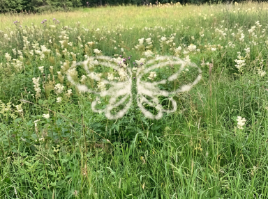 Glowing white butterfly outline overlaid on a green wildflower meadow with tall grasses and small white blooms.