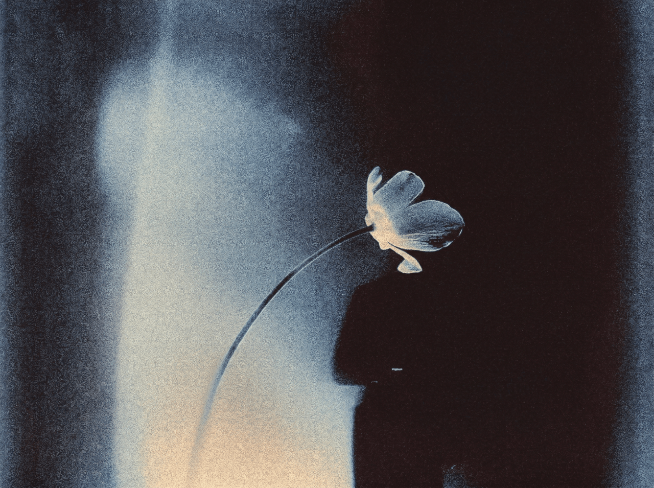 A single pale flower on a curved stem set against a dark, moody blue-black background with soft light behind it.