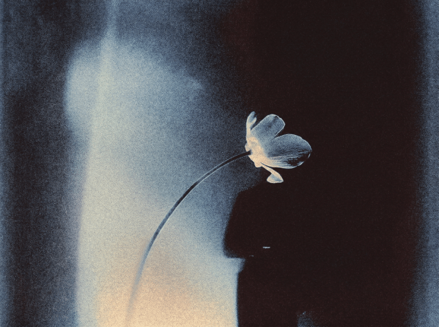 A single pale flower on a curved stem set against a dark, moody blue-black background with soft light behind it.