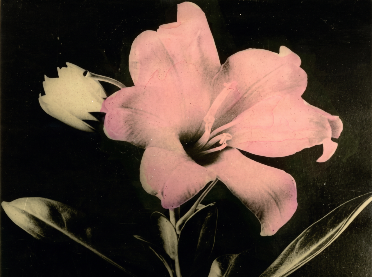 Close-up of a large pink lily in full bloom alongside a white bud, with dark leaves, against a black background.