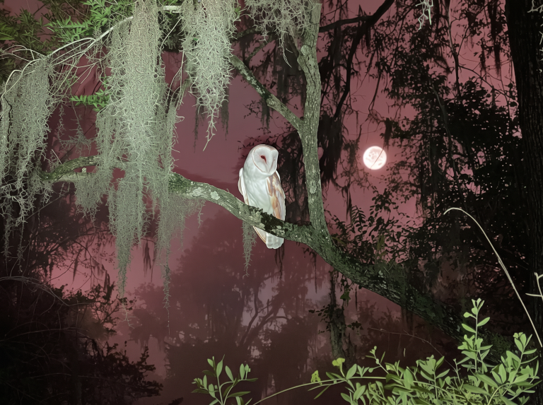 7 Bad Omens From Folklore That Have Surprisingly Beautiful Meanings