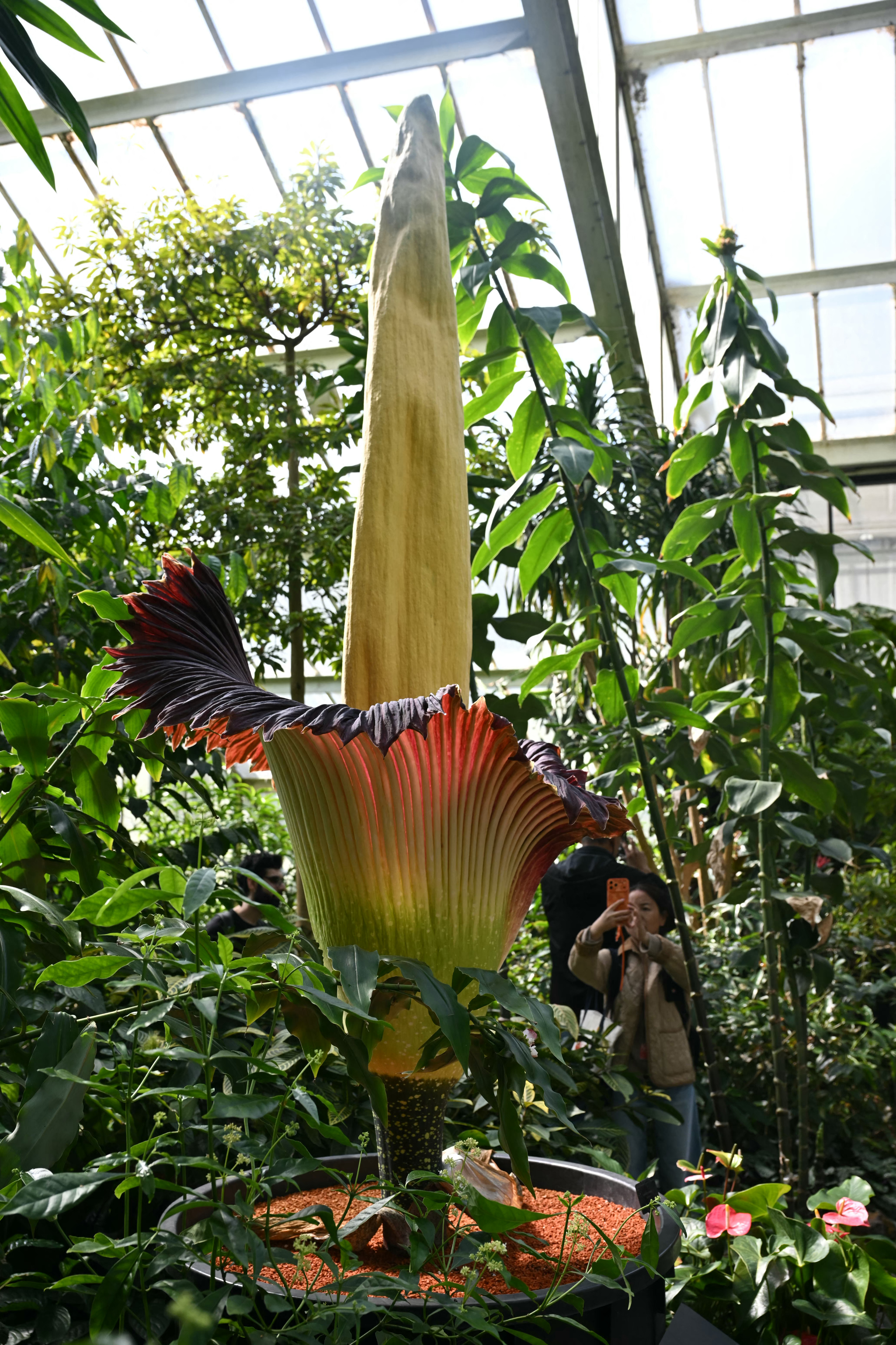 Visitors photographing a towering titan arum corpse flower in bloom inside a conservatory at Kew Gardens in London.