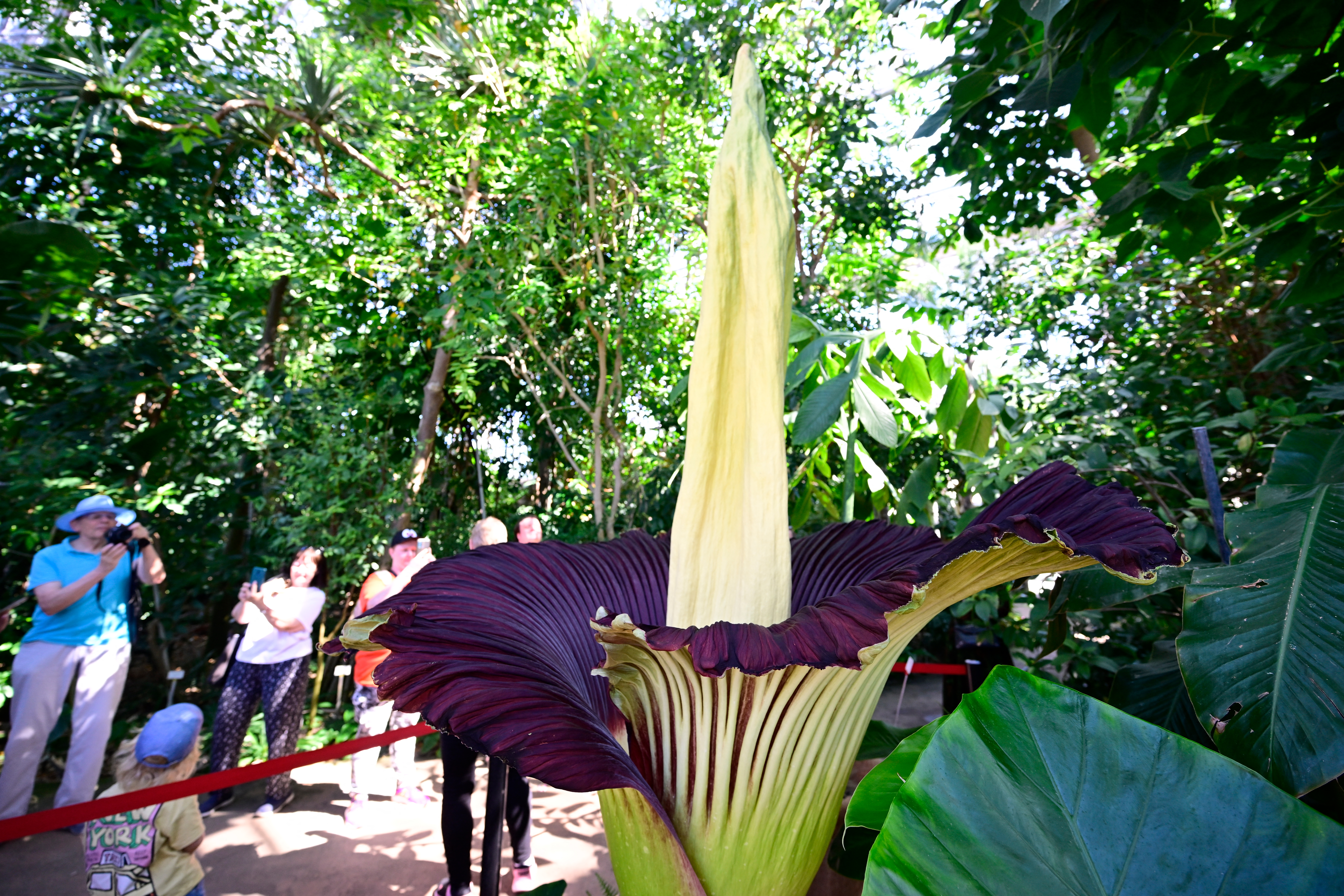 Visitors photographing a tall titan arum corpse flower in bloom at the Botanical Garden in Berlin
