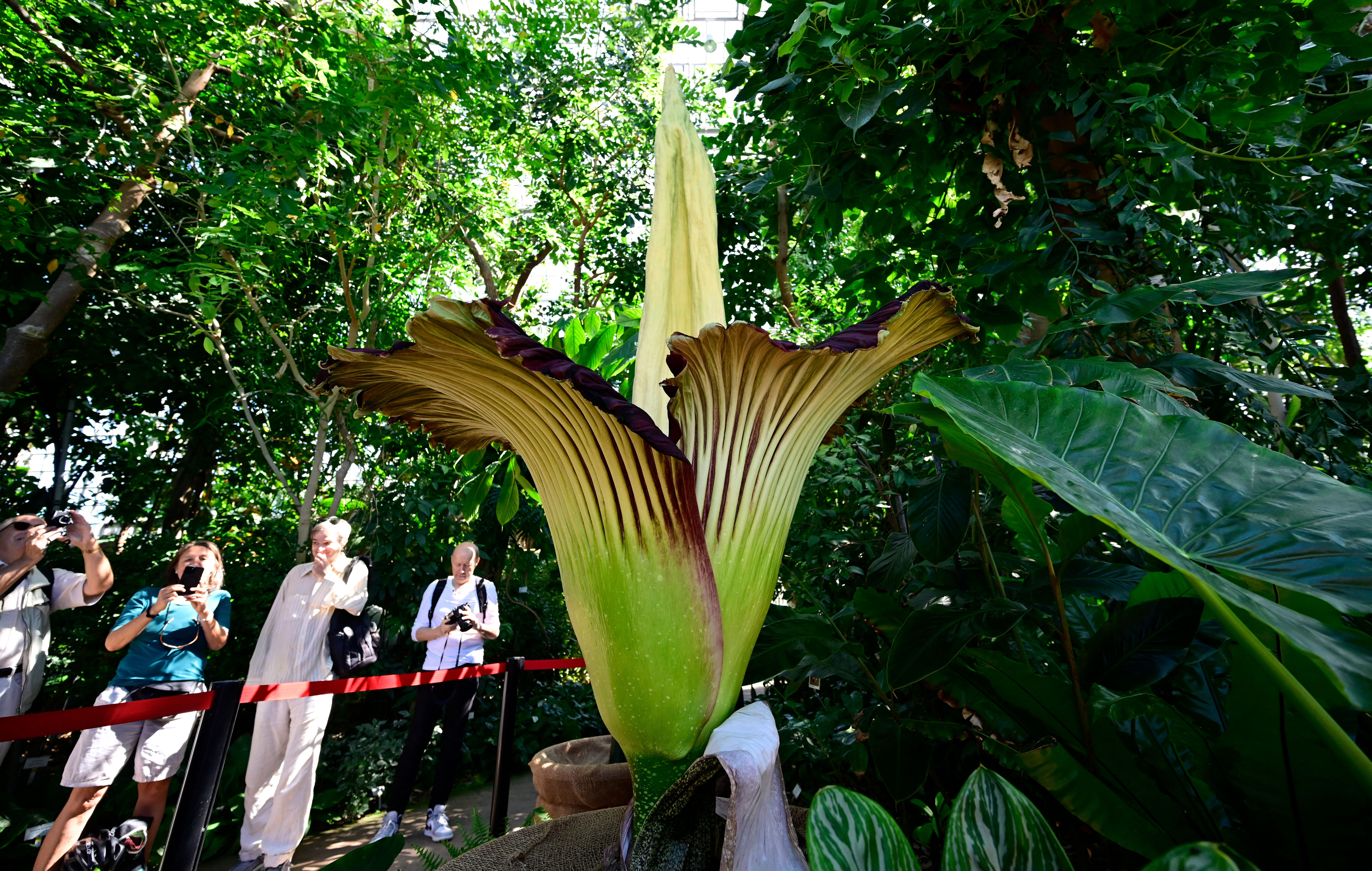 Visitors photographing a towering titan arum in bloom at the Botanical Garden in Berlin