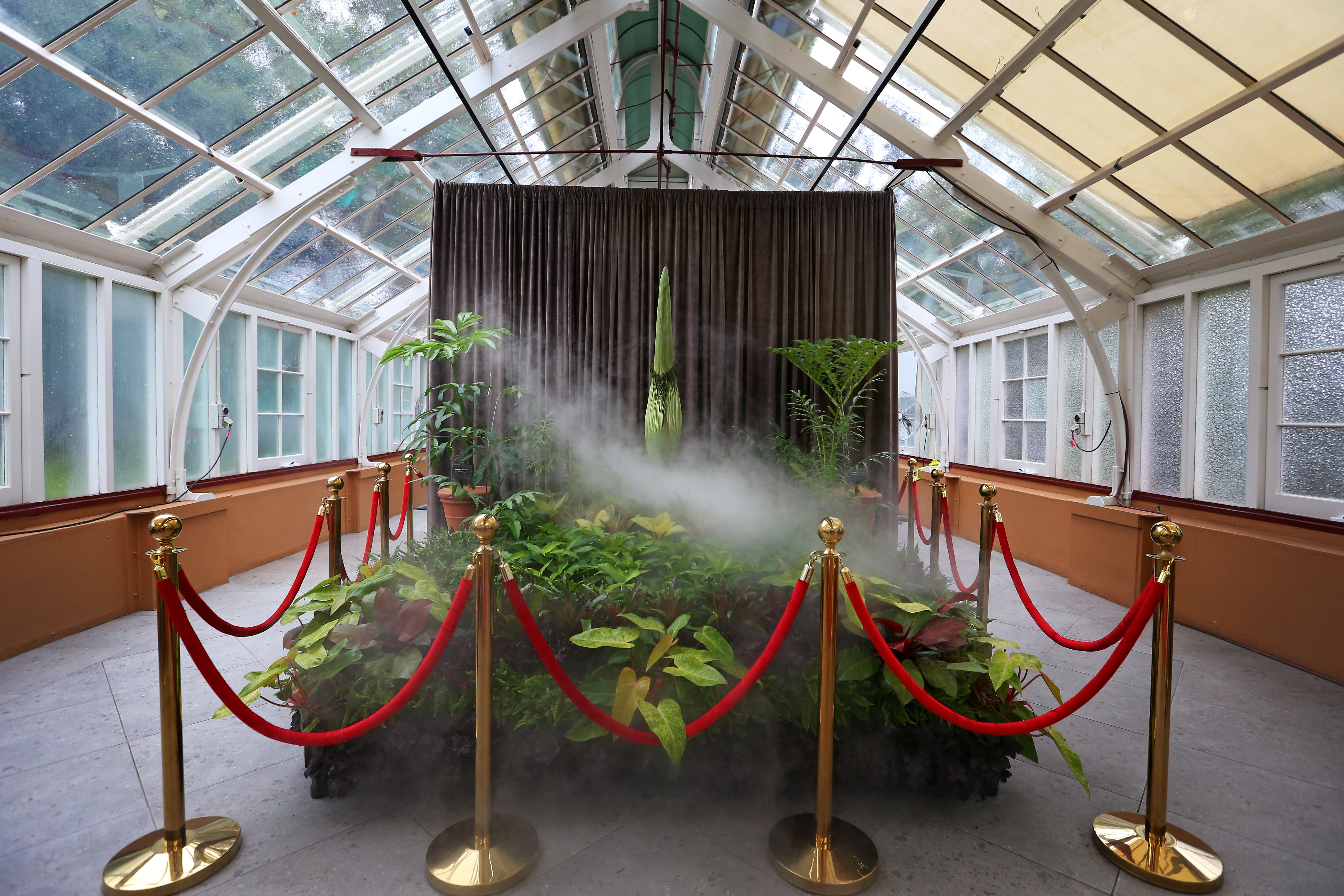 A large corpse flower nicknamed "Putricia" on display at Royal Botanic Garden Sydney