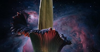 A Corpse Flower Spends Years Preparing for Up to 48 Hours of Strange Beauty