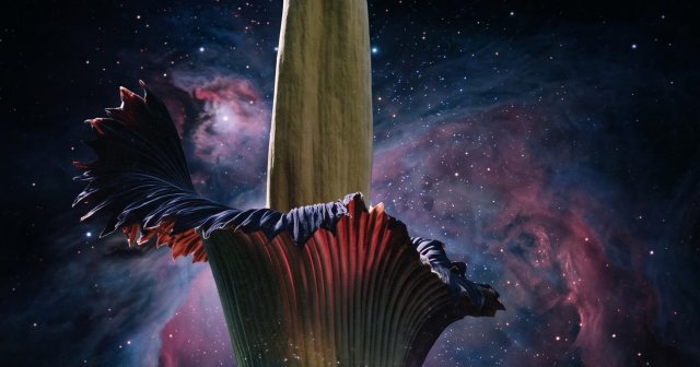 A Corpse Flower Spends Years Preparing for Up to 48 Hours of Strange Beauty