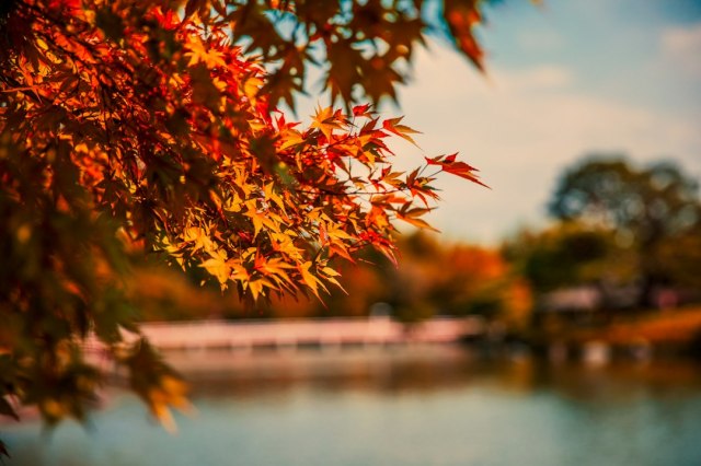 Maple