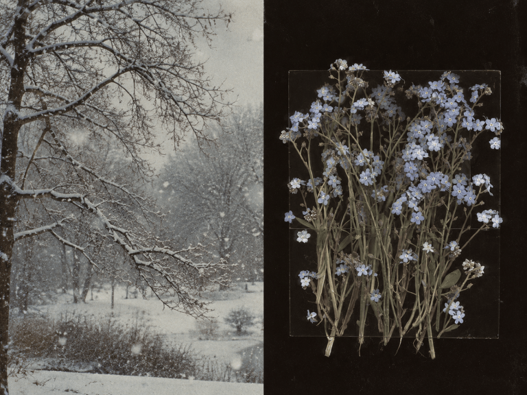 The Beautiful Winter Flower That Represents Your Soul, Based on Your Birth Month