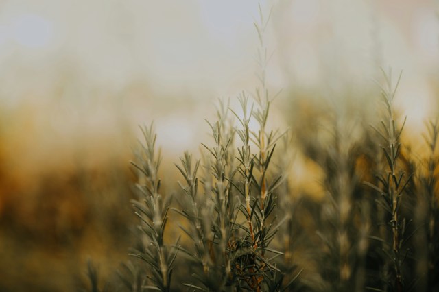 The Herb Associated With Your Birth Month And What It Symbolizes