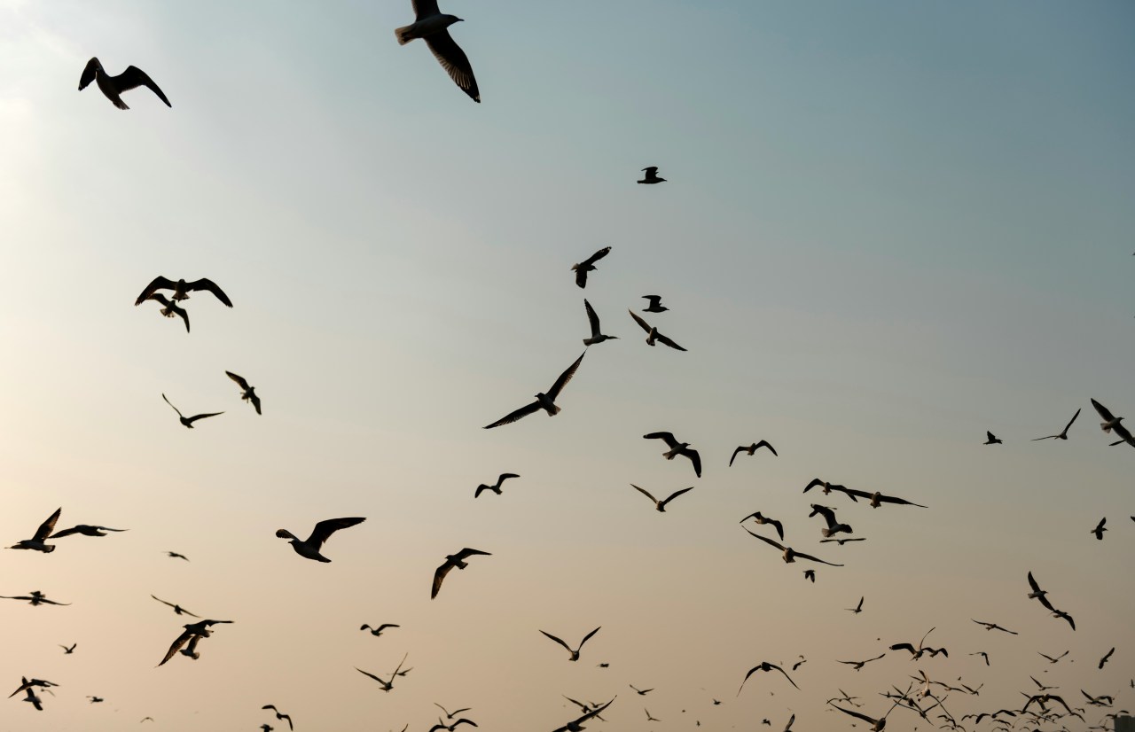 These Seabirds Get Jet Lag, And It Can Throw Them Off Course
