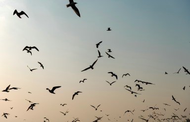 These Seabirds Get Jet Lag, And It Can Throw Them Off Course